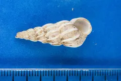Boreoscala greenlandica thumbnail 3