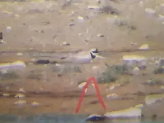 Common Ringed Plover thumbnail 3