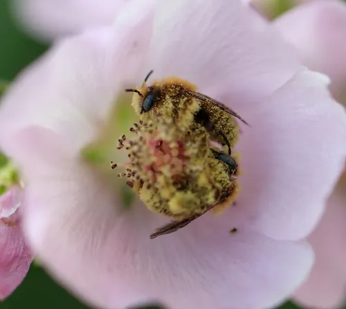Globe Mallow Bee