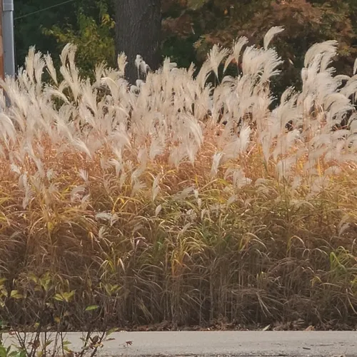 Japanese silver grass