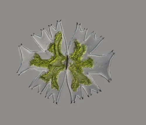 Micrasterias crux-melitensis