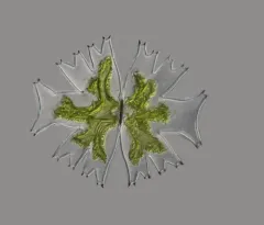 Micrasterias crux-melitensis thumbnail 1