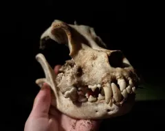 Domestic Dog thumbnail 2