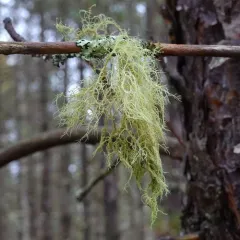 Pitted Beard Lichen thumbnail 4