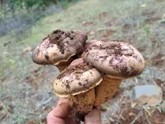 Giant Pine Spike thumbnail 4