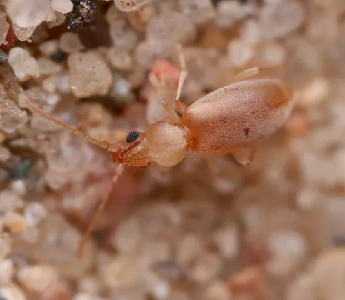 Mecynotarsus candidus