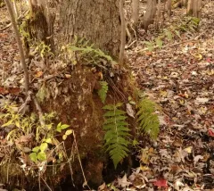 Clinton's wood fern thumbnail 2