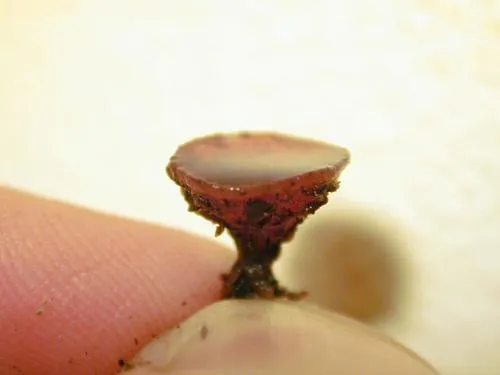 Ciborinia camelliae