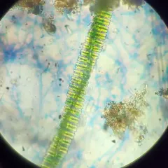 Desmidium swartzii thumbnail 1