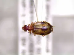 Lebia guttula thumbnail 4