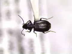 Syntomus americanus thumbnail 2
