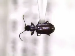 Microlestes linearis thumbnail 4