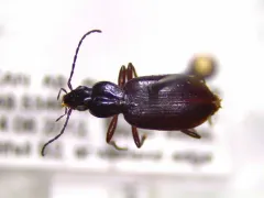 Agonum thoreyi thumbnail 3