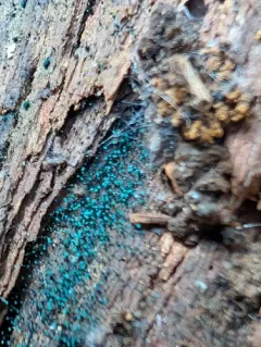 Teal Conifer-Pin thumbnail 2