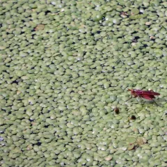 Common Duckweed thumbnail 4