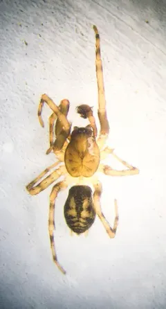 Cryphoeca montana thumbnail 2