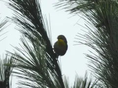 Grace's Warbler thumbnail 3