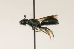 Ceratina dupla thumbnail 4