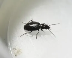 Sericoda quadripunctata thumbnail 2