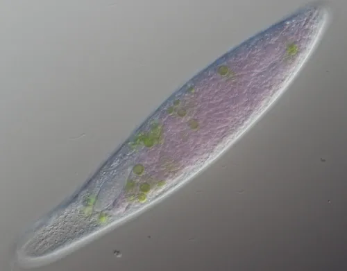 Pseudoblepharisma tenue