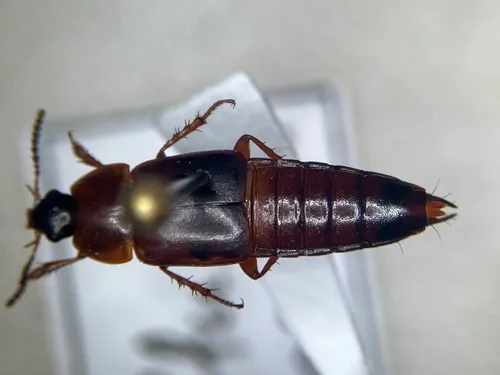 Tachinus semirufus