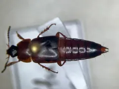 Tachinus semirufus thumbnail 1