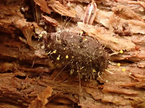 Pilaira anomala