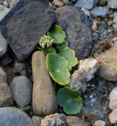 manyflower marshpennywort thumbnail 2