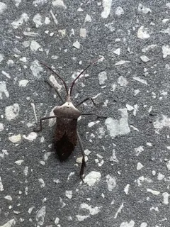 Giant leaf-footed bug thumbnail 3