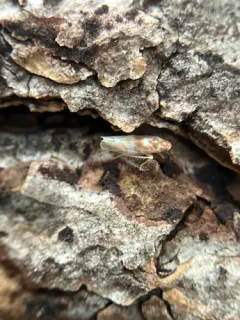 Eratoneura affinis thumbnail 3