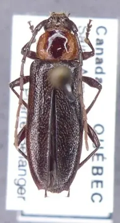 Stenosphenus notatus thumbnail 3