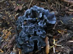 blue chanterelle thumbnail 4