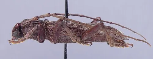 Parelaphidion aspersum