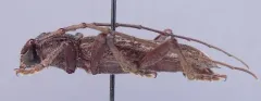 Parelaphidion aspersum thumbnail 1