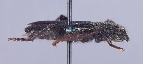 Callidium frigidum