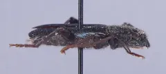 Callidium frigidum thumbnail 1