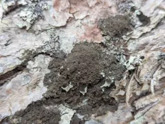 Leptogium laceroides thumbnail 1