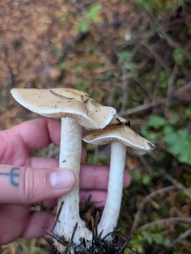 Hebeloma velutipes
