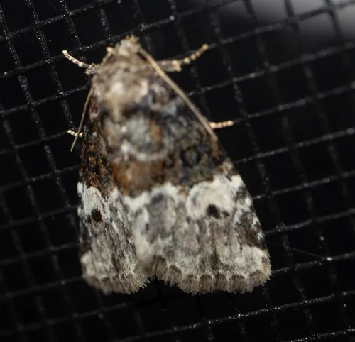 Neoligia crytora