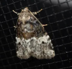 Neoligia crytora thumbnail 1