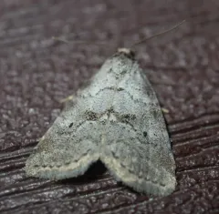 Dotted Graylet thumbnail 3