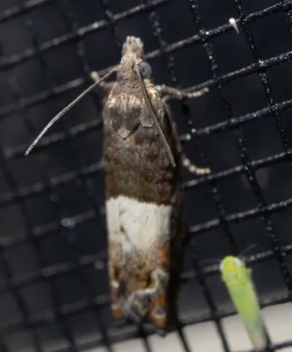 Walker's Epinotia Moth