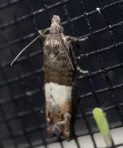 Walker's Epinotia Moth thumbnail 1