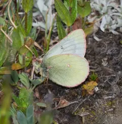 Labrador Sulphur thumbnail 1