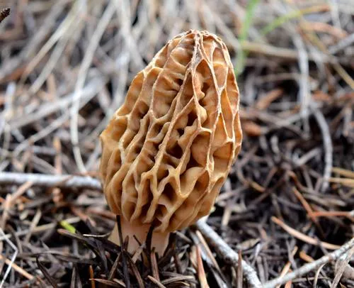 Mountain Blond Morel