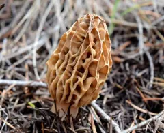 Mountain Blond Morel thumbnail 1