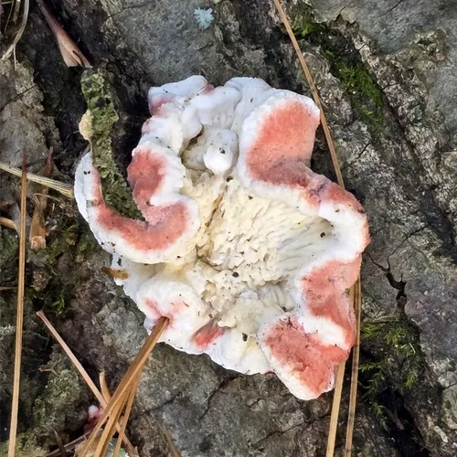 Coral-pink Merulius