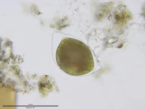 Cystodinium bataviense