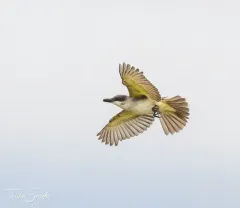 Gray Kingbird thumbnail 4