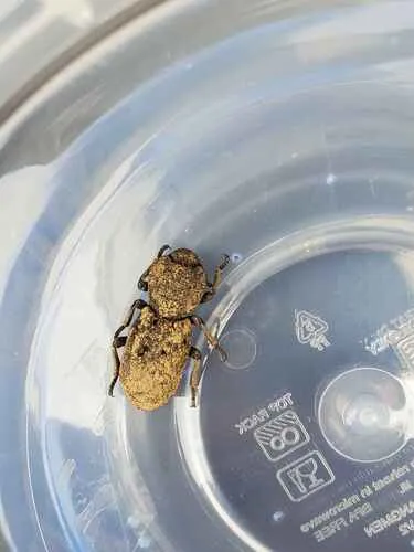 Diabolical Ironclad Beetle